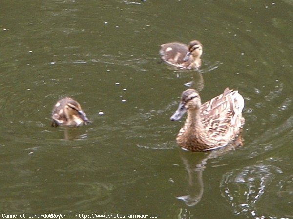 Photo de Canard