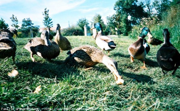 Photo de Canard