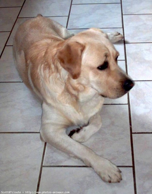 Photo de Labrador retriever