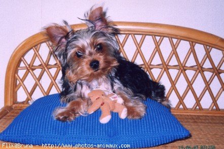 Photo de Yorkshire terrier