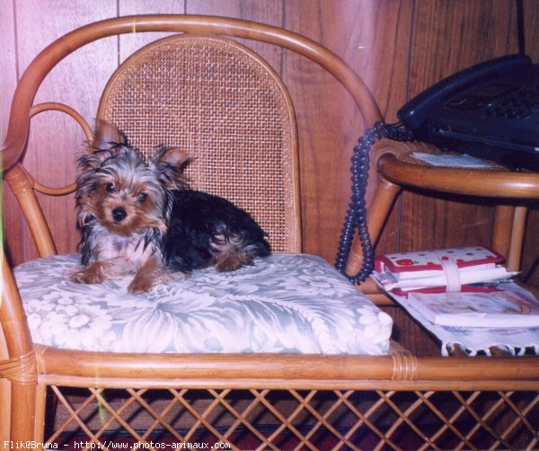 Photo de Yorkshire terrier