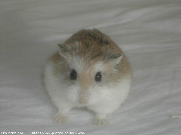 Photo de Hamster