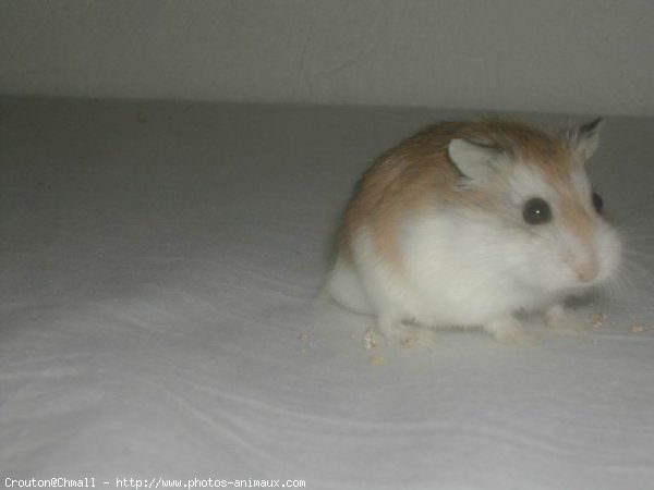 Photo de Hamster