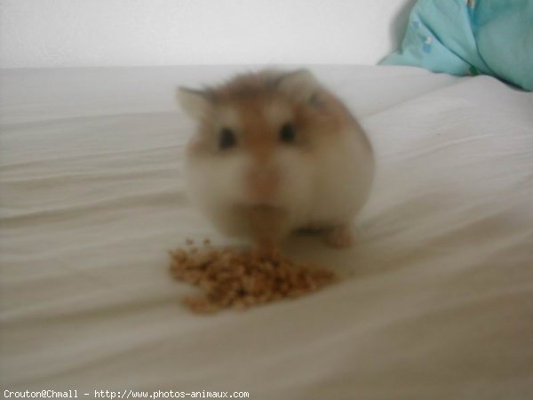 Photo de Hamster