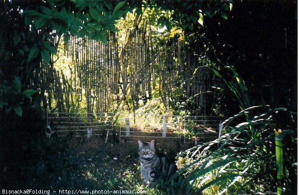 Photo de Chat domestique