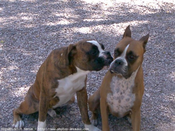 Photo de Boxer