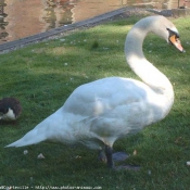 Photo de Cygne