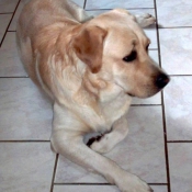 Photo de Labrador retriever