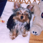 Photo de Yorkshire terrier