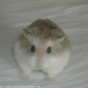 Photo de Hamster