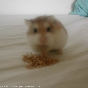 Photo de Hamster