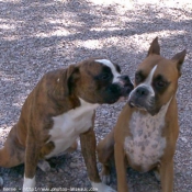 Photo de Boxer