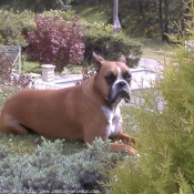 Photo de Boxer