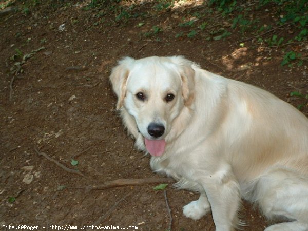 Photo de Golden retriever