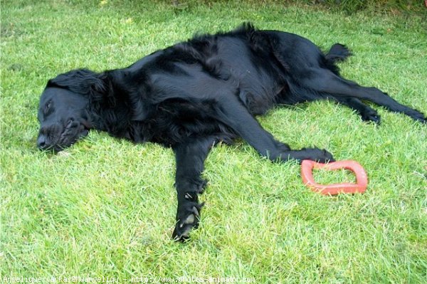 Photo de Retriever  poil plat