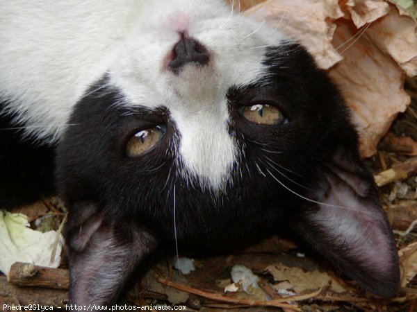 Photo de Chat domestique