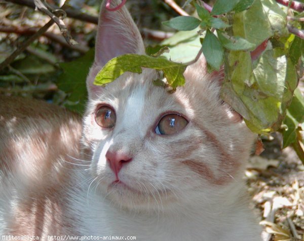 Photo de Chat domestique