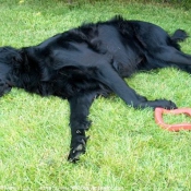 Photo de Retriever  poil plat