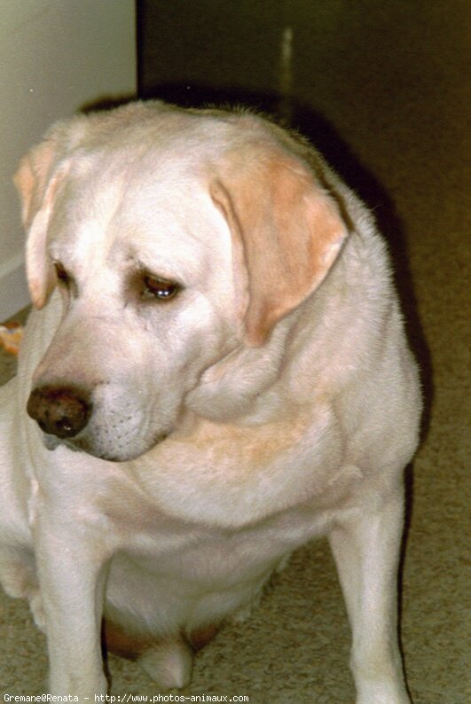 Photo de Labrador retriever