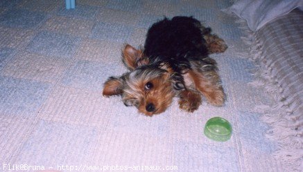 Photo de Yorkshire terrier