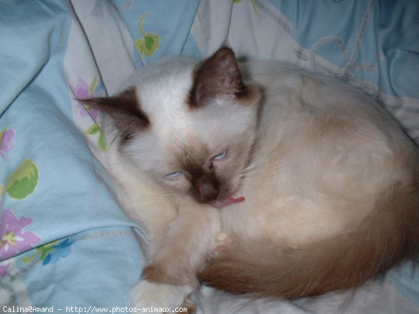 Photo de Sacr de birmanie