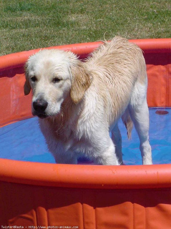 Photo de Golden retriever