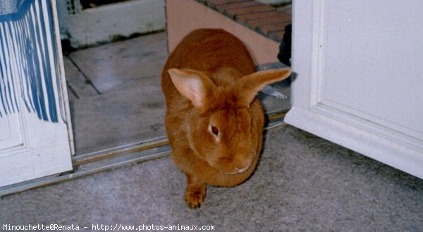 Photo de Lapin