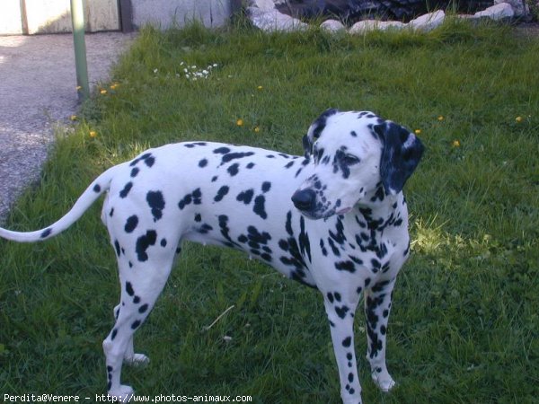 Photo de Dalmatien