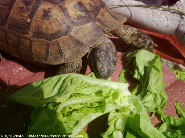 Photo de Tortue