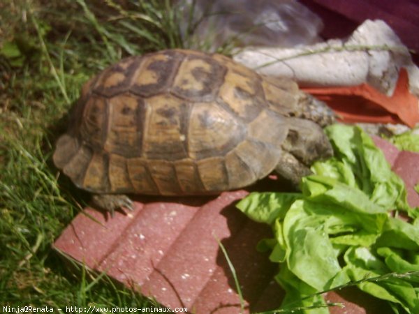 Photo de Tortue