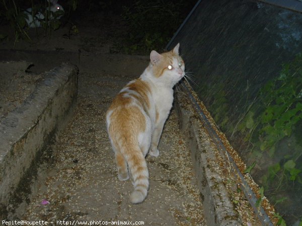 Photo de Chat domestique