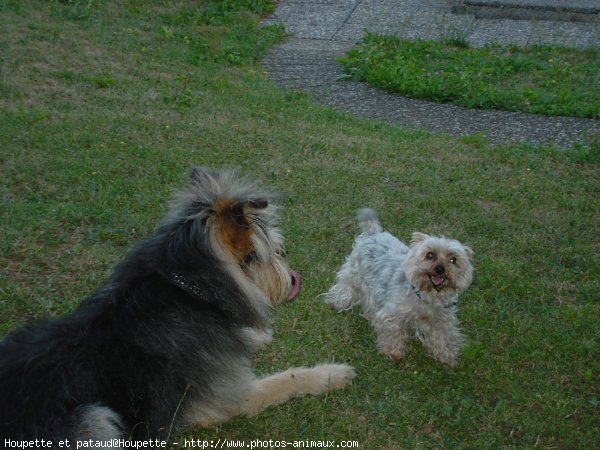 Photo de Races diffrentes