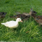 Photo de Canard