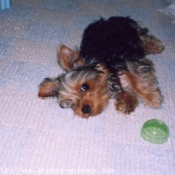 Photo de Yorkshire terrier