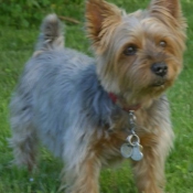 Photo de Yorkshire terrier