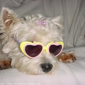 Photo de West highland white terrier