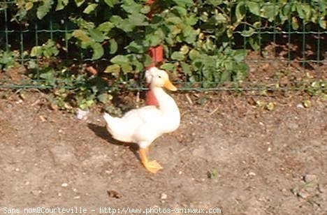 Photo de Canard