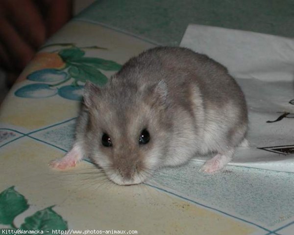 Photo de Hamster