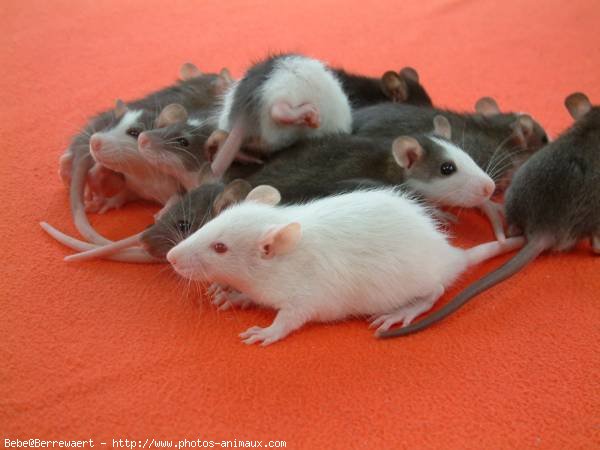 Photo de Rat