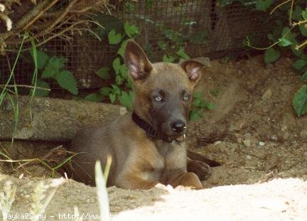 Photo de Berger belge malinois