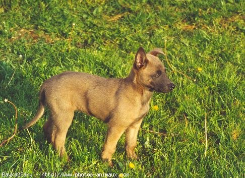 Photo de Berger belge malinois