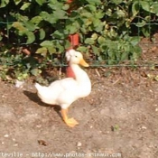 Photo de Canard