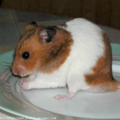 Photo de Hamster