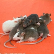 Photo de Rat