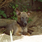 Photo de Berger belge malinois