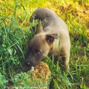 Photo de Berger belge malinois