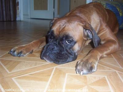 Photo de Boxer