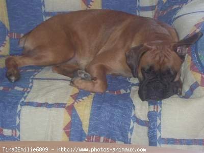 Photo de Boxer