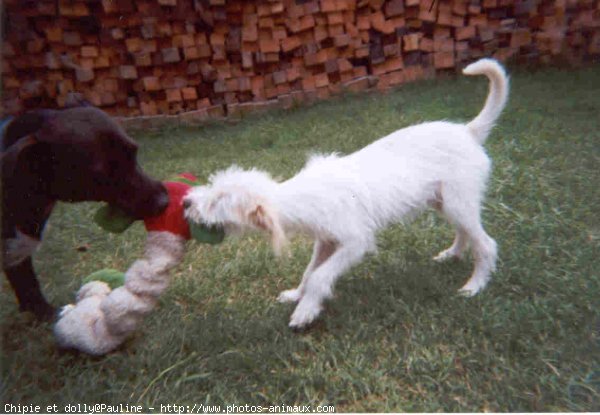 Photo de Races diffrentes