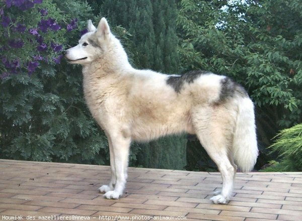 Photo de Husky siberien